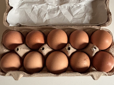 【新規注文の人限定！お試しセット🥚】【お塩で食べられる🐣🍚卵かけご飯】やまもりたまご【20個入】白身の甘みを味ってみませんか？