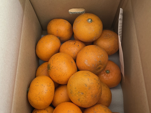 【発送開始】山章農園の訳ありせとか3ｋｇ(ご家庭用)