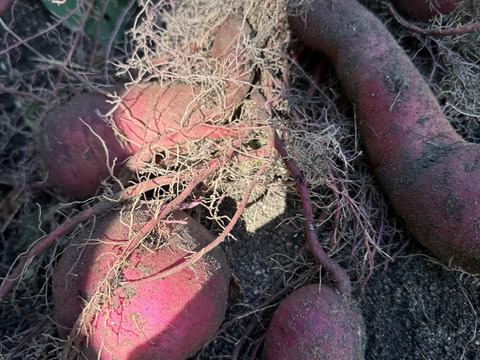 【平飼い卵野菜セット】農薬化学肥料不使用キラピカ旬野菜BOX11〜12品農の島＊大三島＊よりお届け！