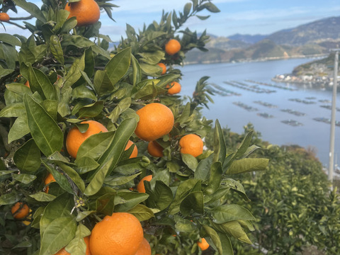 みかんジュース180ml×6本