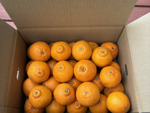 手のひらサイズ　肥の豊　約4kg