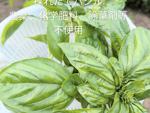 バジル🌿約15cmほどの茎付きバジル３本以上🌿農薬、化学肥料、除草剤等不使用☆常温発送