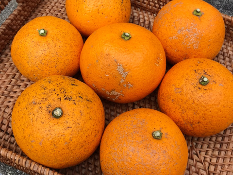 訳あり熟成◆八朔◆農薬不使用
◆2㎏