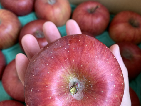 食べ切りサイズ！サンふじ２３玉（小玉ｻｲｽﾞ）5ｋｇ