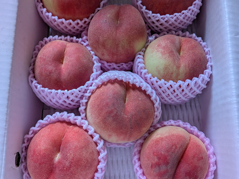 🍑さくら白桃　3kg 8～14玉　9月上旬発送　希少な桃　【ASIAGAP認証農場：津軽農園】　安心・安全な桃　収穫した日に発送　家庭用　農家直送【朝どれ】