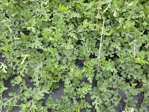 シャリアマ！!小玉スイカ3～4個入り！本州限定