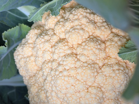 オレンジカリフラワー８個