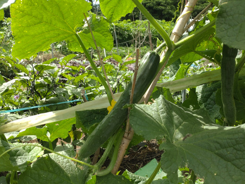 【単品】きゅうりとなすのセット🥒🍆5本ずつ☆ キュウリと茄子🥒🍆☆ きゅうりとナス☆キュウリとなすび☆採れたてをその日のうちに発送いたします☆