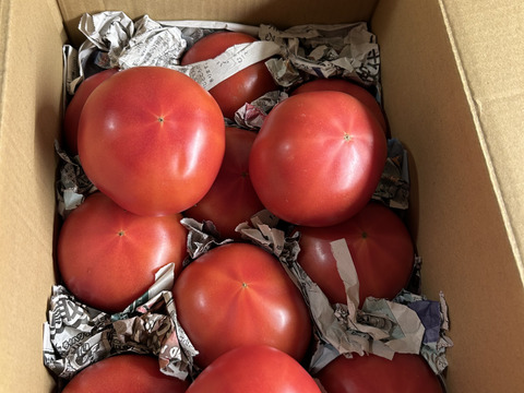 毎食トマト！バクバク食べちゃう栄ちゃんトマト　大きめ3キロ入り