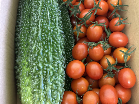 ミニトマト【恋味アミューズ】＆ゴーヤセット