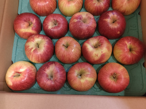 「シナノスイート」訳あり約5キロ　お値下げ！！ご家庭専用　沢山食べたい5キロコース　（13から20玉）ご好評販売中