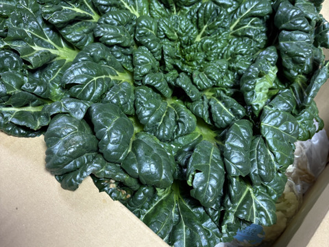 【大好評(^^♪】双葉農園の”イチオシ”の7種の野菜セット　 〜from 名水の里　神奈川県秦野市