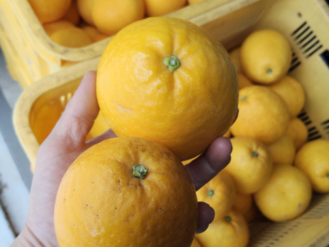 河内晩柑🍊『ご家庭用』5kg