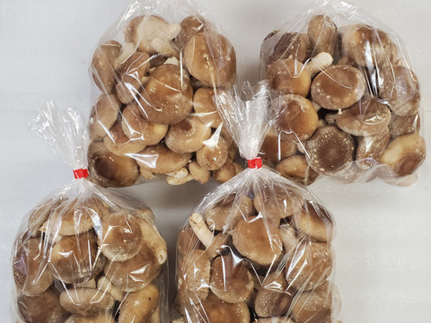 新鮮！用途多彩！生しいたけ（菌床）　2kg
