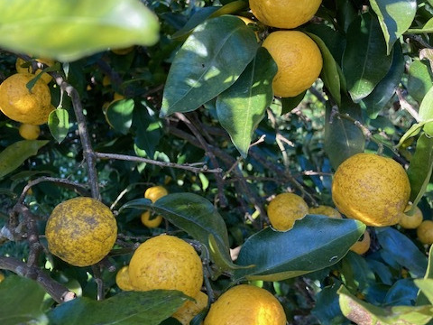 自然栽培　花柚子　ゆず　
10kg