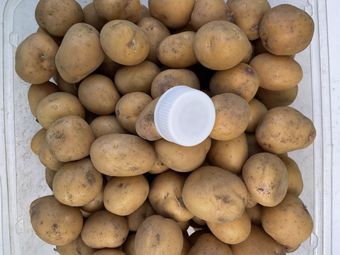 インカのめざめ　小粒　２キロ　箱込み