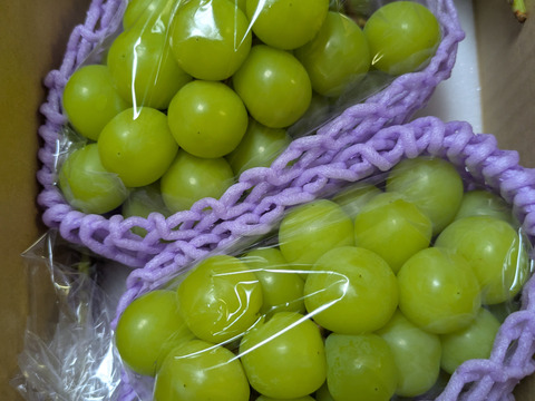 🟢再販🟢人気NO.1商品！！2025年★1.1〜1.2㎏ 2房★種なしシャインマスカット★朝どれ　９月上旬より順次発送！生産量日本一の山梨県産★通常配送　沖縄県 北海道注文不可