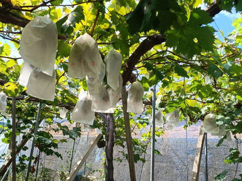 岡山県産マスカットベリーA  2キロ  (4〜6房)