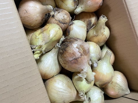 ※数量限定【ちょこっと訳ありでも味は同じ】淡路島産 玉ねぎ 5kg