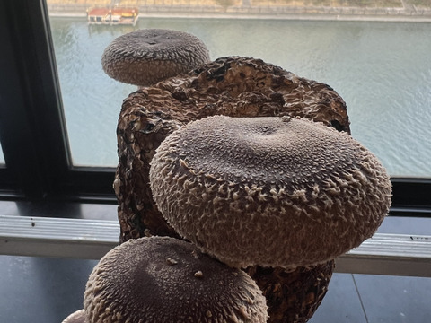 大田区で収穫！東京福しいたけ(500g・パック包装)