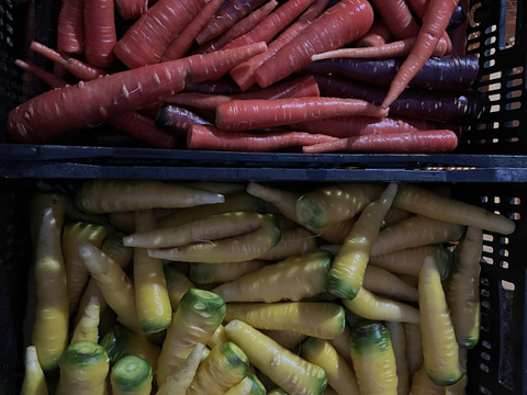 【京都府産】旬の定番夏野菜セット（10品）