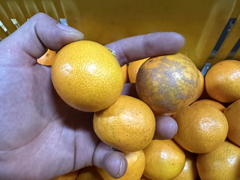 大人気！ちょう小玉食べ過ぎ注意！有田みかん 10kg