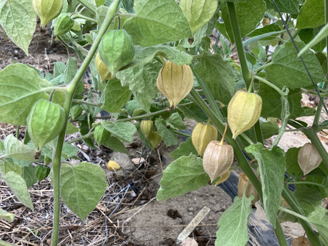 食べるサプリ♪ 自然栽培食用ほおずき400g