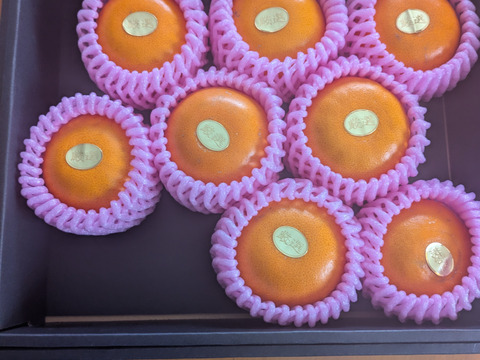 🏆みかん柑橘グランプリ2026最高金賞含む最多４部門受賞の木熟せとか！大感動！樹上完熟させた濃厚な甘みの大トロせとか！とろける甘さと上品な味わい！「木熟せとか」厳選プレミアム　約１ｋｇ【400】