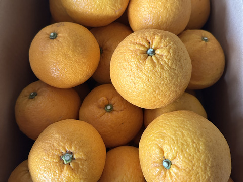 つぶ感たまらない！木成り完熟『甘夏』【自然栽培】2キロ　6個　サイズ混合　愛媛大三島よりお届け！