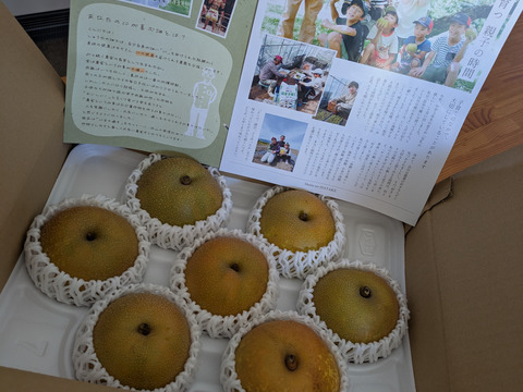 幸水梨６～７玉【訳あり品！ご家庭用】甘くてさっぱり♪「味は変わらないお得なキズあり品、ご家庭用」発送は７月下旬～８月上旬