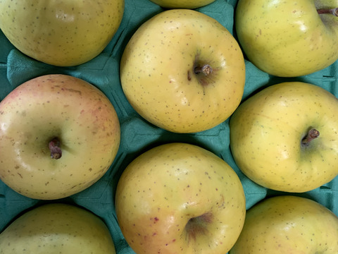 🍏青森りんご🍏　規格外品『黄金ふじ』約３Kg　９～１５個入り