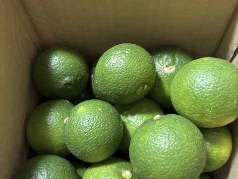 《農薬不使用》かぼす発祥の地/臼杵市産/香り高いかぼす《大分一号》2kg