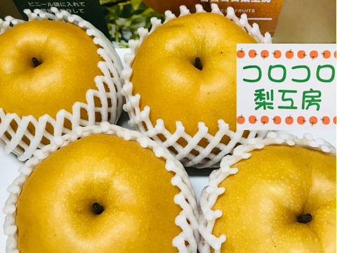 糖度ピークです‼️【大きさにも美味しさにもびっくり‼️】新高梨(2-4個入)贈答用約2.5kg✨️コロコロ梨工房の自信作‼️甘くてとってもフルーティー✨️鮮度を保つ為クール便で発送します🚚