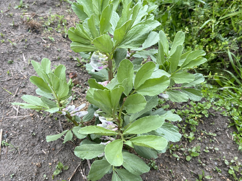 そら豆1kg 【丹波篠山産】