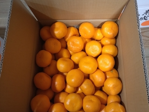 蔵出し貯蔵晩生みかん(Mサイズ5kg・約50〜55個)