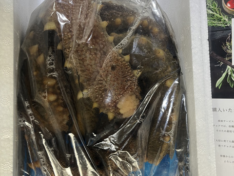 青ナマコ1kg（3～５匹）活きたままお届け