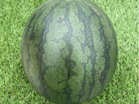 甘さ抜群！シャリシャリ小玉すいか🍉9～10ｋｇ（4玉～6玉）本州の方限定