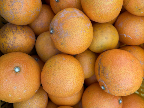 （訳あり）シュガーファームのサイズミックス まどんな3kg【冬ギフト】