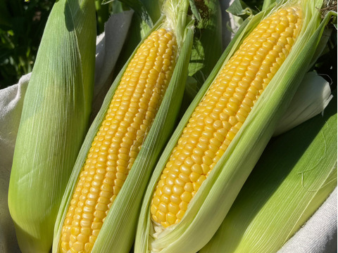 【幻の樋沢ブランド／限定1,000本／平均糖度20】とうもろこし 恵味ゴールド・10本セット