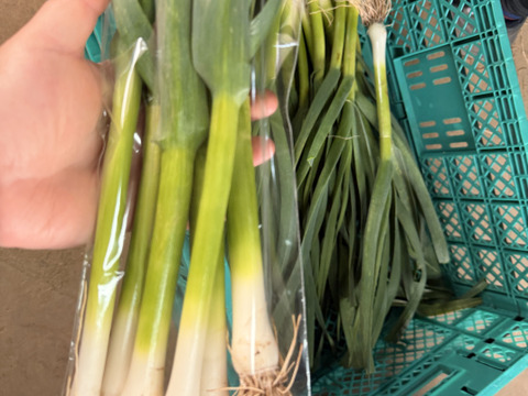 【今だけの旬】露地栽培の濃厚な香り！葉ニンニク｜茨城県つくば市・ヒビキファーム直送 1kg