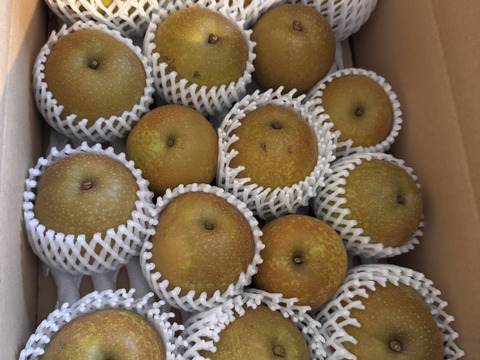 【訳あり】梨新品種「甘太」約5.5kg