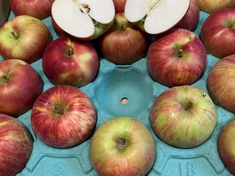 残り5ケース🍎【甘い夏りんご終わります🍎】訳あり品 サンつがる 5キロ箱商品 ID97543 長野県 信州 安曇野 リンゴ 幻 幻のリンゴ 予約 希少 旬