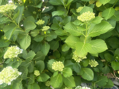 【生花（3本〜5本）】アジサイ・花束・プレゼント可能！もふもふのアジサイ（紫陽花）！淡いブルーやグリーンが混ざった繊細な色合いがとても魅力的！