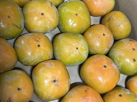 旬の味　家庭用たねなし柿　正味7.5kg　（30〜35個入）