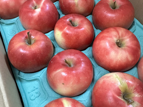 発送中🍎【幻の小玉第1弾】シナノピッコロ3キロ箱 人気上昇中！ 〜21玉 商品ID41120 長野県 信州 安曇野 リンゴ 幻 幻のリンゴ 予約 希少 旬 小玉品種