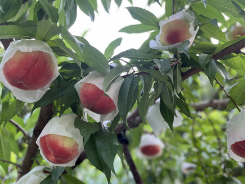 【今年初出品🍑限定50箱！】
和歌山県産　希少桃❗️あかつき🍑
1.8〜２㎏　６～9玉入り