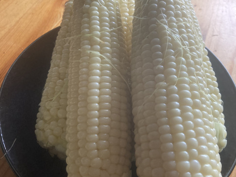 【アイスクリームコーン】冷やして美味しいホワイトコーン　５本詰め合わせ