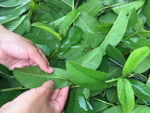 苦みや渋みがなく上品でやさしい味と好評♪【有機土佐國グァバ茶】ノンカフェイン高知県南国市の有機認証自家農園で農薬・肥料・除草剤一切不使用で自然栽培‼植物由来のソイロンテトラティーバッグ♪10包入2個