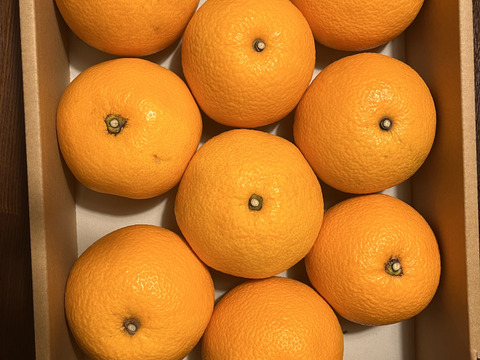 酸いも甘いも苦いも🟡✨プリップリな八朔(はっさく) 3.5kg前後 8〜11玉入 Lサイズ以上 八朔