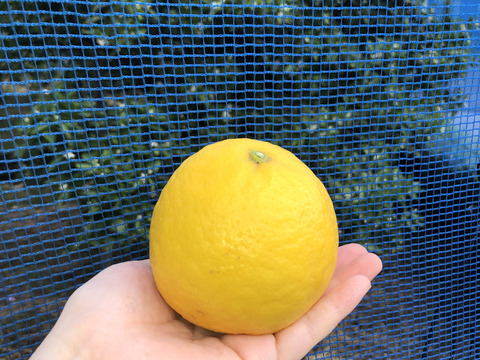 【完熟！季節の柑橘】ニューサマーオレンジ（日向夏）3Lサイズ・4kg